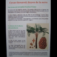 Cycas thouarsii, doyen de la serre (txt)